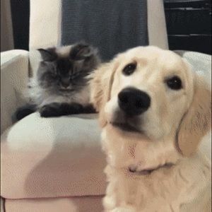 Meet your Posher, Ahmed